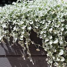 Dichondra micrantha used as a turf alternative. Dichondra Argentea Silver Falls Warners Nurseries
