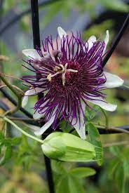 Passiflora Indigo Dreams Unusual Flowers Flora Flowers Rare Flowers