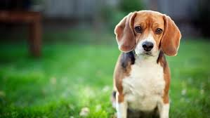 Arti mimpi anjing — menurutparaahli.com. Mimpi Dijilat Anjing Buku Tafsir Mimpi