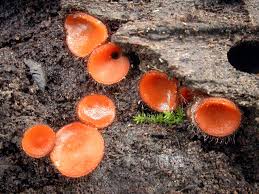 Image result for Pouchetia baumanniana