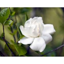 Jenis kucing ini berasal dari eropa tepatnya adalah inggris. Buy Ready Stock Anak Pohon Hidup Bunga Melur Susun Atau Melur Cina Wangi Sekampung Seetracker Malaysia