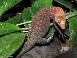 Maybe you would like to learn more about one of these? Image Varanus Pilbarensis Pilbara Rock Monitor Biolib Cz