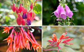 Flowers that attract hummingbirds can be the blooms of shrubs, perennials, trees and annuals. 15 Plants That Attract Hummingbirds Garden Lovers Club