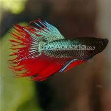 Images In 2020 Betta Fish Tank Betta Fish Types Betta Fish