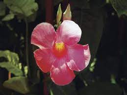 How To Train Mandevilla To Climb Mandevilla Vine Flowering Vines Plants