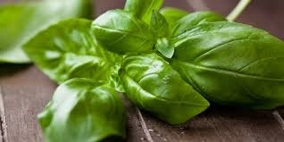 Pokok selasih adalah sweet basil. 11 Manfaat Daun Kemangi Atasi Jerawat Hingga Redakan Batuk Merdeka Com