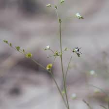 Image result for Limeum fenestratum