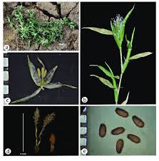 Image result for Crypsis