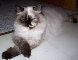 Maybe you would like to learn more about one of these? Pictures Of Ragdoll Cats With Their Paws Crossed Cats Crossing Legs