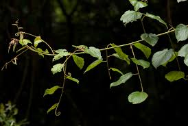 Image result for Gouania