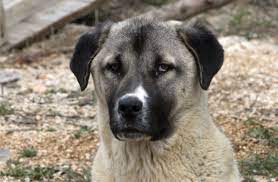 anatolian shepherd dog kangal kopegi 02 animaux canides