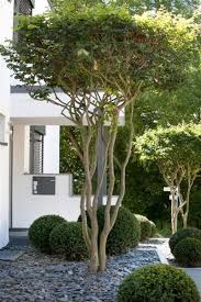 Great Tree For The Front Yard The Umbrella Shape Of The Treetop Should Definitely Be In The Garden D Front Yard Landscaping Front Yard Garden Landscape Design