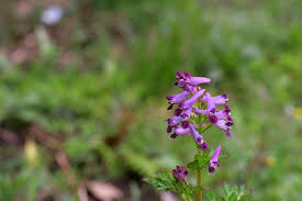 Image result for Corydalis mildbraedii