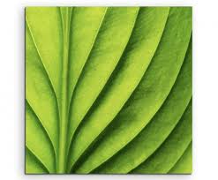 Botanische druck duo, blatt lini. Naturfotografie Grunes Blatt Mit Linien Auf Leinwand Sinus Art Einzigartige Designs Geschenke Wandbilder Wohnaccessoires Zu Fairen Preisen