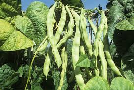 Image result for Vigna subterranea