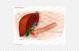 To put it in a clinical context, its oblique position makes it impossible to see the entire pancreas in a single transverse section. Liver Digestion Bile Duct Pancreas Metastasis Others Abdomen Liver Human Anatomy Png Pngwing