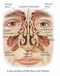 In some situations, the nasal delivery route is preferred for systemic therapy because it provides an agreeable alternative to injection or pills. Septoplasty And Turbinoplasty Dr Bridget Clancy Ent Surgeon