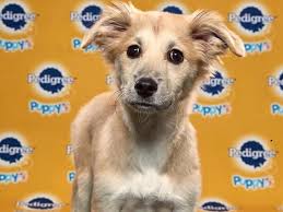 A few are listed below. Danbury Pets Danbury Ct Patch