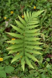 Image result for Christella chaseana