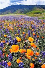Urban Gardening 10 Kinds Of Flowers You Can Easily Offer Your Other Half On Her Birthday Party Garden Server In 2020 California Wildflowers Wild Flowers Nature