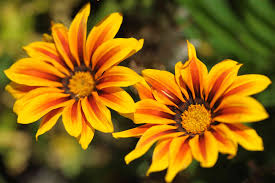 Gazania /ɡəˈzeɪniə/ is a genus of flowering plants in the family asteraceae, native to southern africa. How To Grow And Care For Gazania Treasure Flower