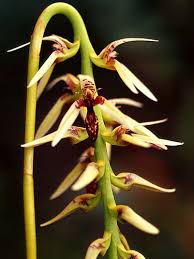 Image result for Bulbophyllum cochleatum
