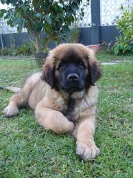 Raised in our home by our four kids. Leonberger Puppy Online Shopping