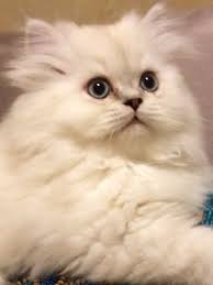 Island saskatchewan south carolina south dakota tennessee texas utah vermont virginia washington west virginia wisconsin wyoming yukon. Beautiful Cfa White With Lynx Points Persian Kitten Beautiful Kittens Persian Kittens Cute Cats And Kittens