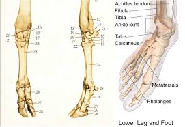 The bones of the leg are the femur, tibia, fibula and patella.the foot bones shown in this diagram are the talus, navicular, cuneiform, cuboid, metatarsals and calcaneus. Identification Cattle Hock Bone