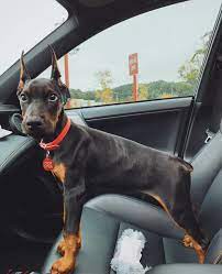 Kevlar dobermans are bred for health, temperament & conformation. Dobermann Ultimatus We Breed Excellence