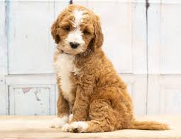 Goldendoodles have become a popular name in recent years, and anyone who has met one of these puppies will know why! Abstract F1b Goldendoodle Puppies For Sale Goldendoodle Breeder