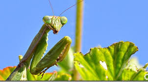 Praying mantis eating a bird. Praying Mantises Good Or Bad For The Garden Lawneq Blog