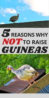 Episode 3 of guinea fowl tv features closeups of the hens laying their eggs. 5 Reasons Not To Raise Guinea Fowl On Your Homestead