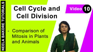 This pressure forces the nucleus into a more flattened, oblong shape. Cell Cycle Cell Division Comparison Of Mitosis In Plants And Animals Youtube