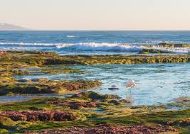 Best Tide Pools In San Diego Top 8 Tide Pools La Jolla Mom