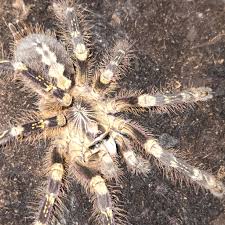 Image result for Centema subfusca