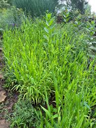 Image result for Chassalia parvifolia