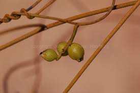 Image result for Cassytha pondoensis