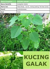 Seronok 4 sekeluarga nikmati pokok kucing galak, tambah tenaga @bujibu_chempel @haiwanjalanan @ulat_bulu_bulu @ashmanzain #kucinggalak pic.twitter.com/yyvfooa15v. Khasiat Pokok Kucing Galak Yang Kita Rezeki Zakrina Agro Facebook
