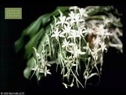 Image result for Angraecopsis parviflora