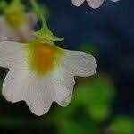 Image result for Utricularia striatula