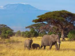 Compare the best prices and packages across the ticket. Adventures Of Kenya Tanzania Safari Tours