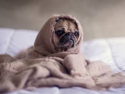 Dog Shaking 7 Reasons And Solutions You Must Know Uk Pets