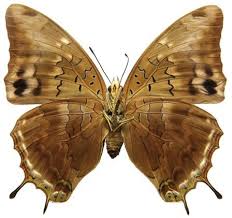 Image result for Ochna katangensis