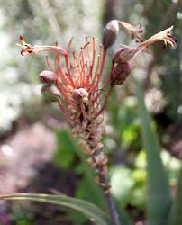 Image result for Aloe munchii