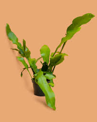 Image result for Oxypetalum