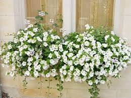 Window flower boxes hang on balconies and along window sills are the easiest way to add curb appeal to your home. White Flowers Window Box Flowers Flower Window Box Balcony Flowers
