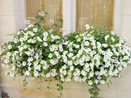 See more ideas about winter window boxes, window boxes, winter window. White Flowers Window Box Flowers Flower Window Box Balcony Flowers