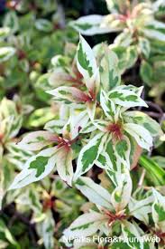 Image result for Hamelia patens