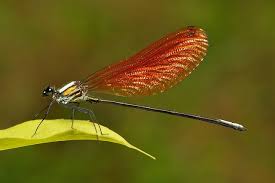 Black And White Striped Insect With Wings Anderson S Greenwing Mnais Andersoni Calopterygidae Male Orange Winged Variety Pictures Of Insects Creepy Crawlies Anderson S